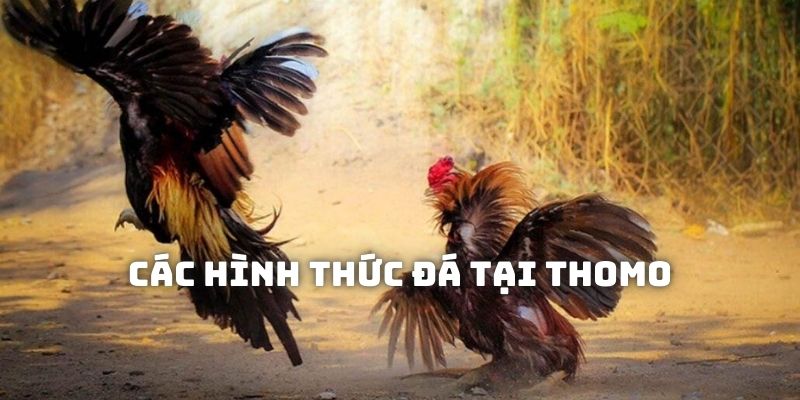 Các hình thức đá tại Thomo mà người quan tâm có thể theo dõi