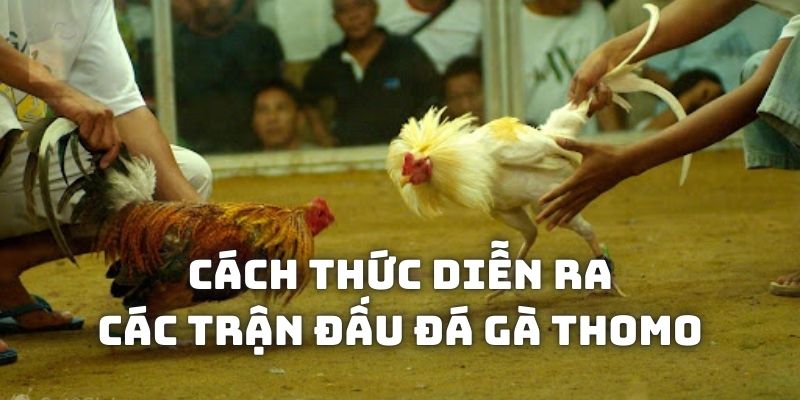 Cách thức diễn ra các trận đấu đá gà Thomo