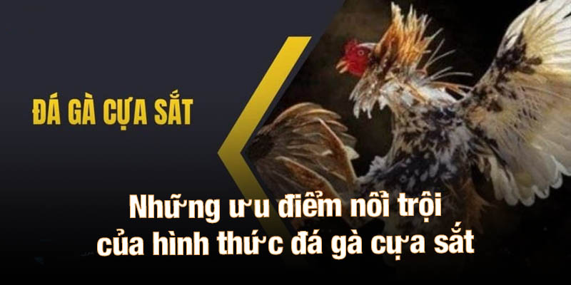 Những ưu điểm nổi trội của hình thức đá gà cựa sắt