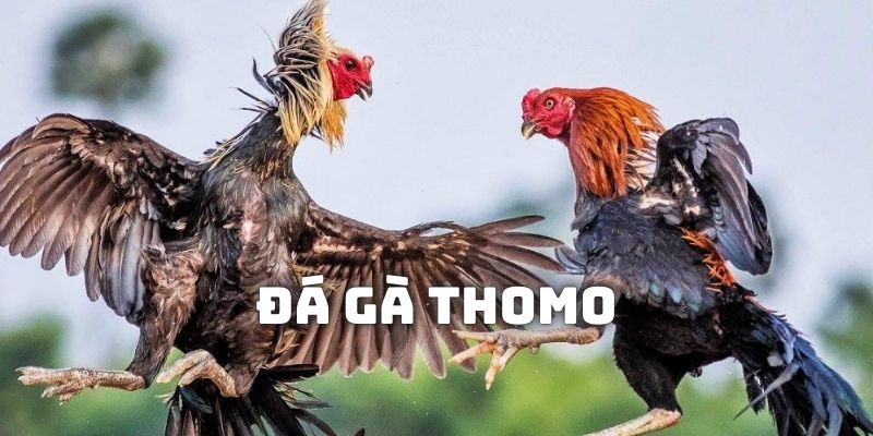 Đá Gà Thomo Trên Nhà Cái Mig8 Trải Nghiệm Cá Cược Thú Vị