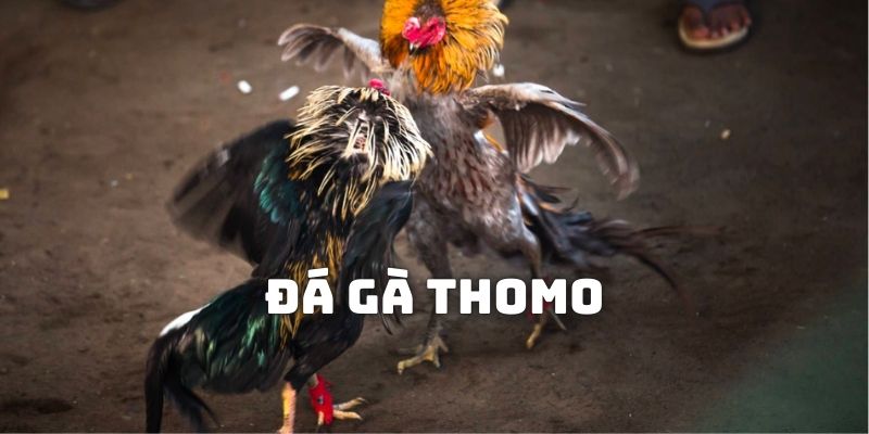 Tìm hiểu về đá gà Thomo rốt cuộc là gì?